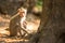 Monkey breastfeeding a little baby