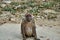 Monkey with broken eye at monkey temple Wat Tham Pla-Pha Sua, outside at Chiang Rai, Thailand.