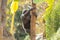 Monkey Business: An Agile Primate Ascending a Tall Tree