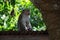 Monkey on Cabin Roof