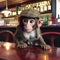 Monkey in Cap at Cafe