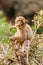 Monkey at Cascades d`Ouzoud Waterfall at Ouzoud, Morocco