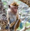 Monkey Ceylon portrait macaque