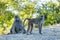 Monkey Chacma Baboon, Botswana Africa safari wildlife