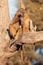 Monkey Chacma Baboon, Namibia Africa safari wildlife