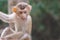 Monkey on chained hanging on tree