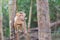 monkey on chained hanging on tree