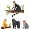 Monkey character animal different breads wild zoo ape chimpanzee vector illustration.