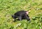 Monkey at Chester Zoo, Chesire