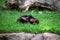 Monkey chimpanzee relaxing and enjoys lying on the grass