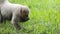 Monkey Chorongo eating in a green field. Common names: Woolly monkey, Chorongo monkey. Scientific name: Lagothrix lagothricha