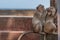 A monkey cleaning Another monkey on an railing in the abandoned building by the sea