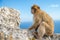 A monkey on a cliff watching the surroundings, a blue sky in the background