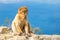 A monkey on a cliff watching the surroundings, a blue sky in the background