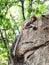 Monkey climb on stone