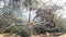 Monkey Climbed On A Tree Branch In A Forest  Of India. Mist Environment.