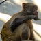 Monkey climbes on Ð° wires in Delhi, India, Monkey sitting on electric wires at Chandni Chowk in New Delhi, India