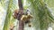 Monkey climbing coconut tree