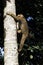 Monkey climbing a coconut tree