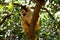 a monkey climbs on a branch
