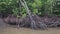 Monkey climbs on the mangrove trees