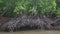 Monkey climbs on the mangrove trees