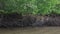 Monkey climbs on the mangrove trees