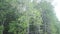 Monkey Climbs on the Mangrove Trees