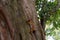 Monkey climbs on a tree in Sri Lanka botanical garden