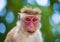 Monkey close-up portrait. Sri Lanka.