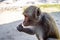 Monkey with collar with large ears eats food at zoo in the tropics