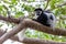 Monkey Colobus guereza, Ethiopia, Africa wildlife