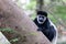 Monkey Colobus guereza, Ethiopia, Africa wildlife