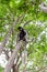 Monkey Colobus guereza, Ethiopia, Africa wildlife