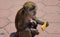 Monkey with cookie in hand and baby in arms