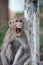 Monkey , Crab-eating macaque