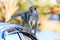 Monkey (Crab-eating macaque) climbing on car