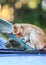 Monkey (Crab-eating macaque) climbing on car