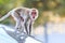 Monkey (Crab-eating macaque) climbing on car