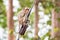 Monkey (Crab-eating macaque) climbing on power cable