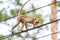 Monkey (Crab-eating macaque) climbing on power cable