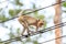 Monkey (Crab-eating macaque) climbing on power cable