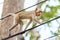 Monkey (Crab-eating macaque) climbing on power cable