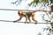 Monkey (Crab-eating macaque) on power cable