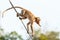 Monkey (Crab-eating macaque) on power cable