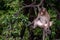 A monkey Crab-eating macaque to sit leisurely the atmosphere in the afternoon