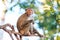 Monkey (Crab-eating macaque) on tree