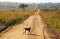 Monkey crossing long winding dirt road