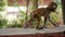 Monkey cub on a brick wall.