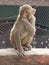 Monkey cute baby animal smart